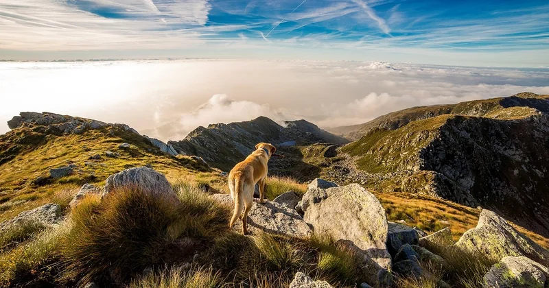 Trois randos testées avec ma chienne, et ce que ça donne vraiment